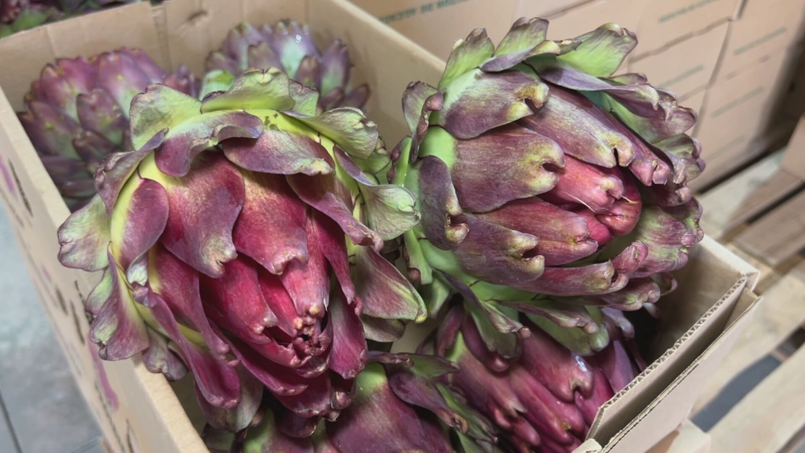 A safra de alcachofra em Piedade (SP) promete