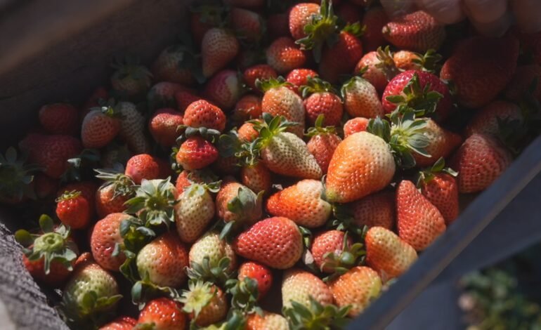 O cultivo do morango está no pico da safra em