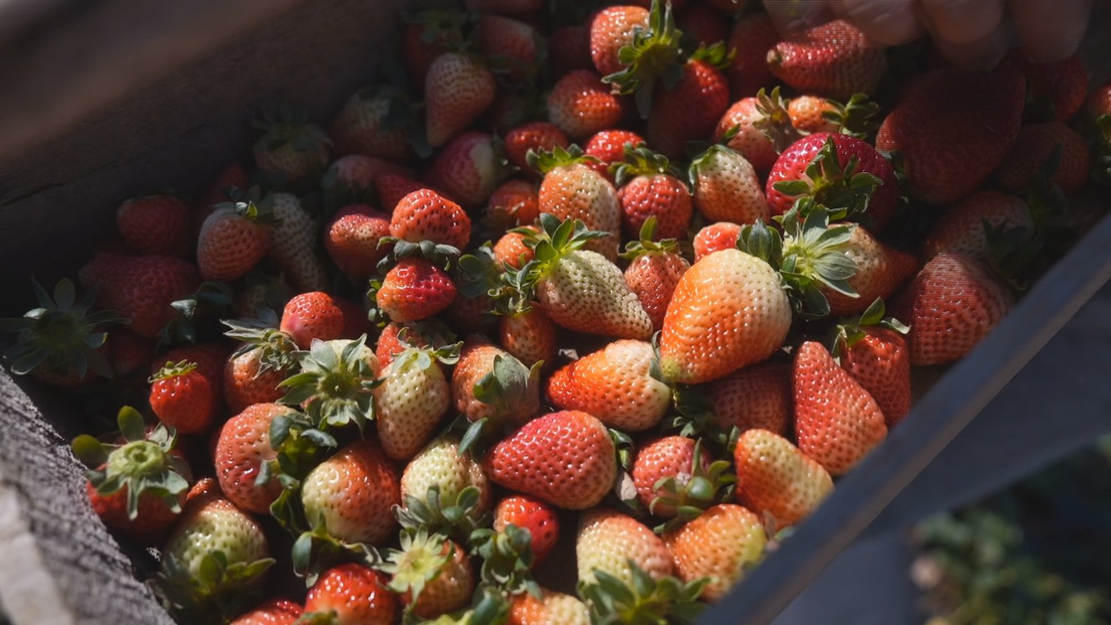 O cultivo do morango está no pico da safra em
