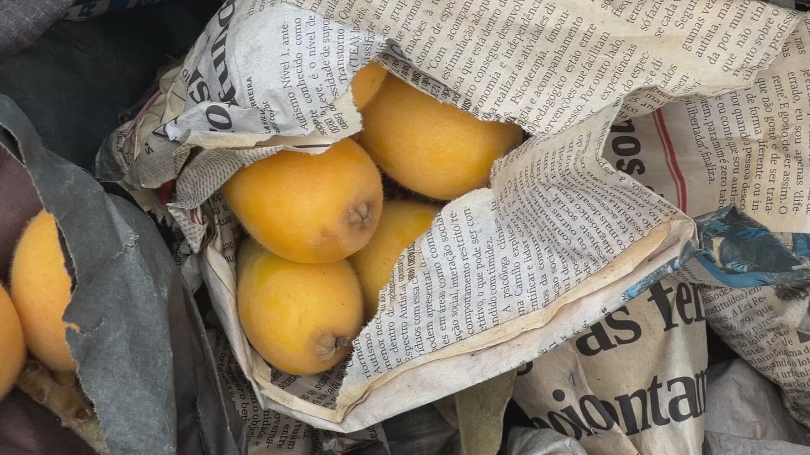 Produtores rurais de regiões produtoras de nêspera no