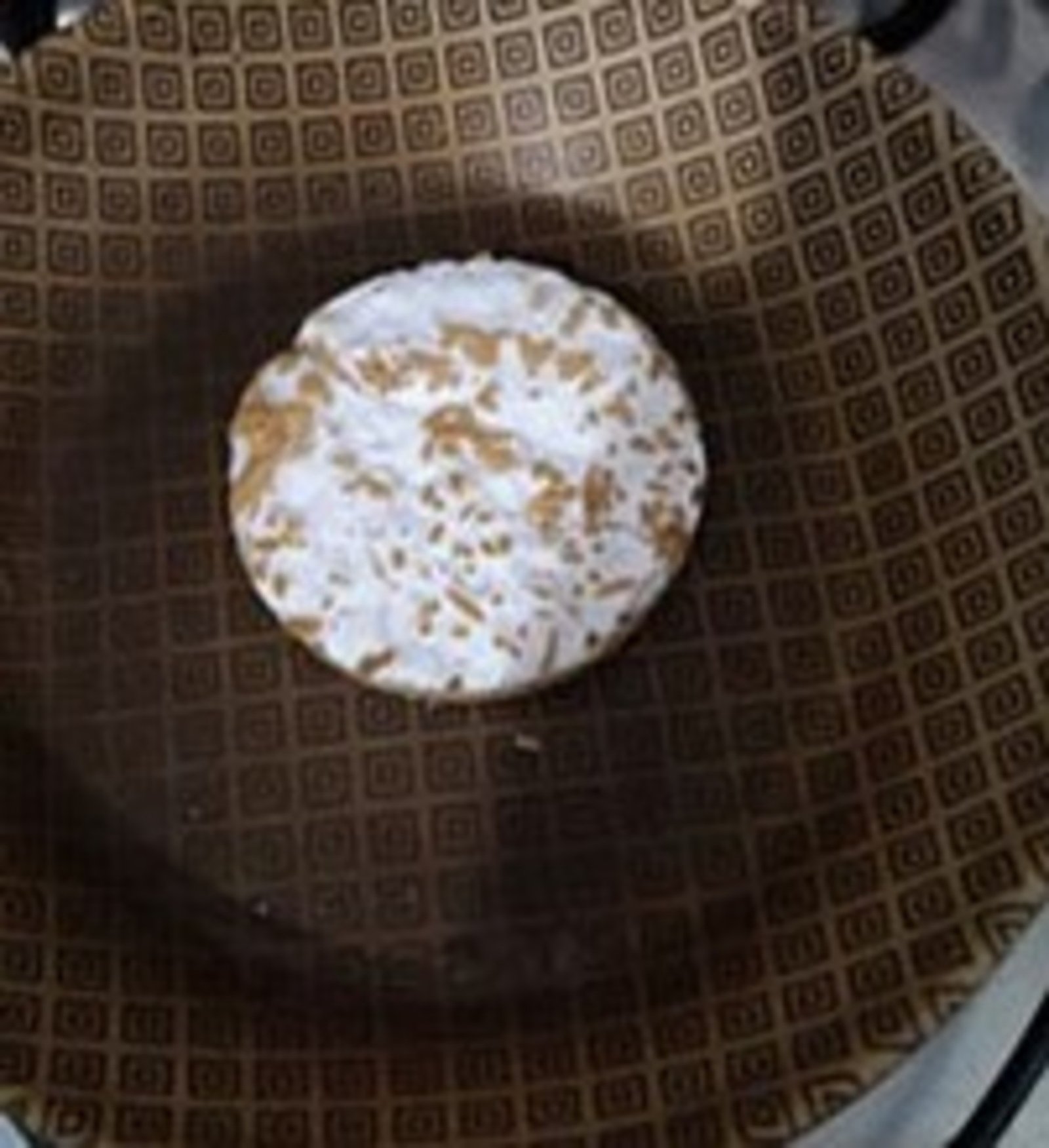 Fungos podem se tornar uma fonte alternativa de