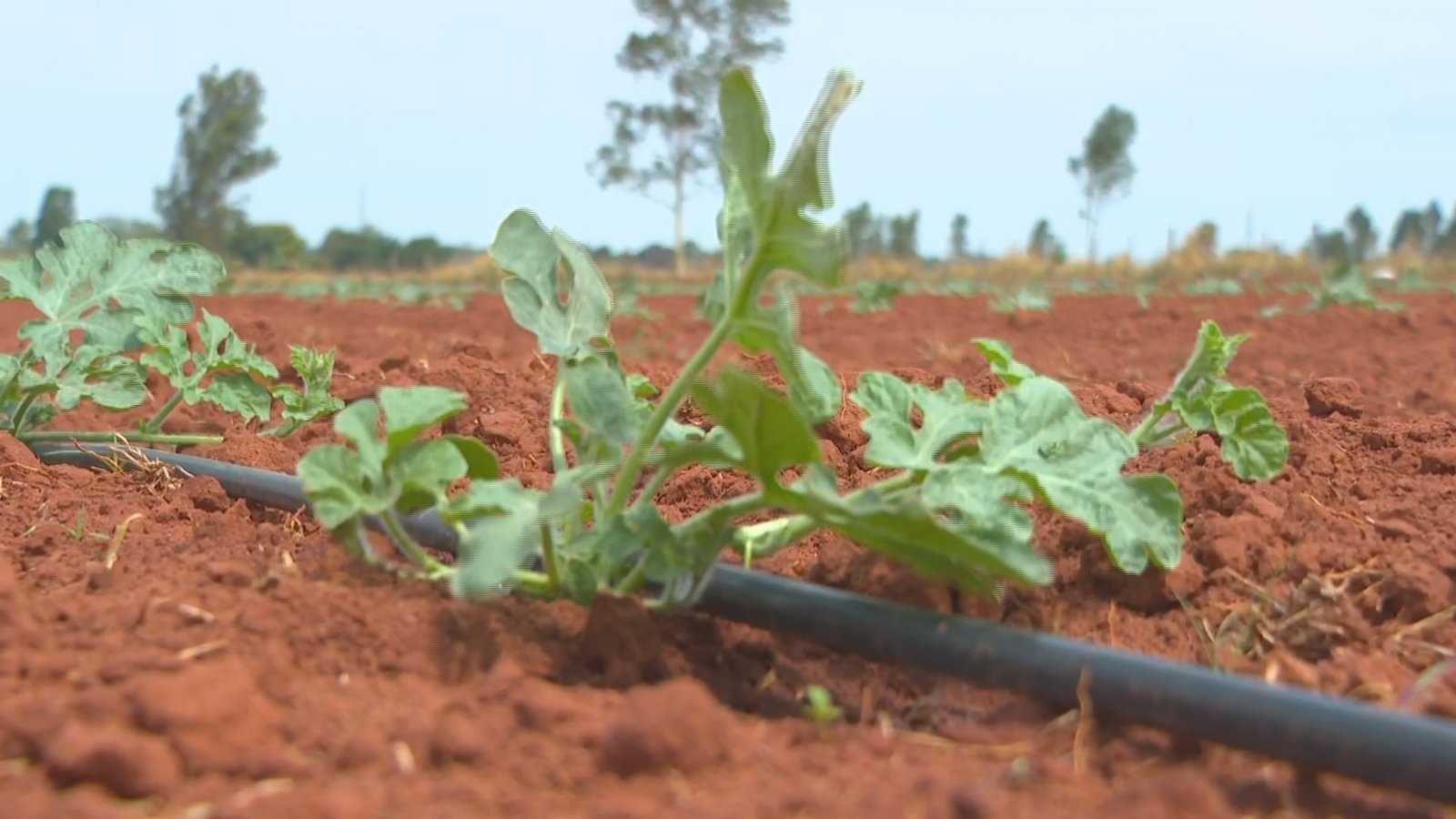 Famílias de assentados em Presidente Bernardes (SP) utilizam