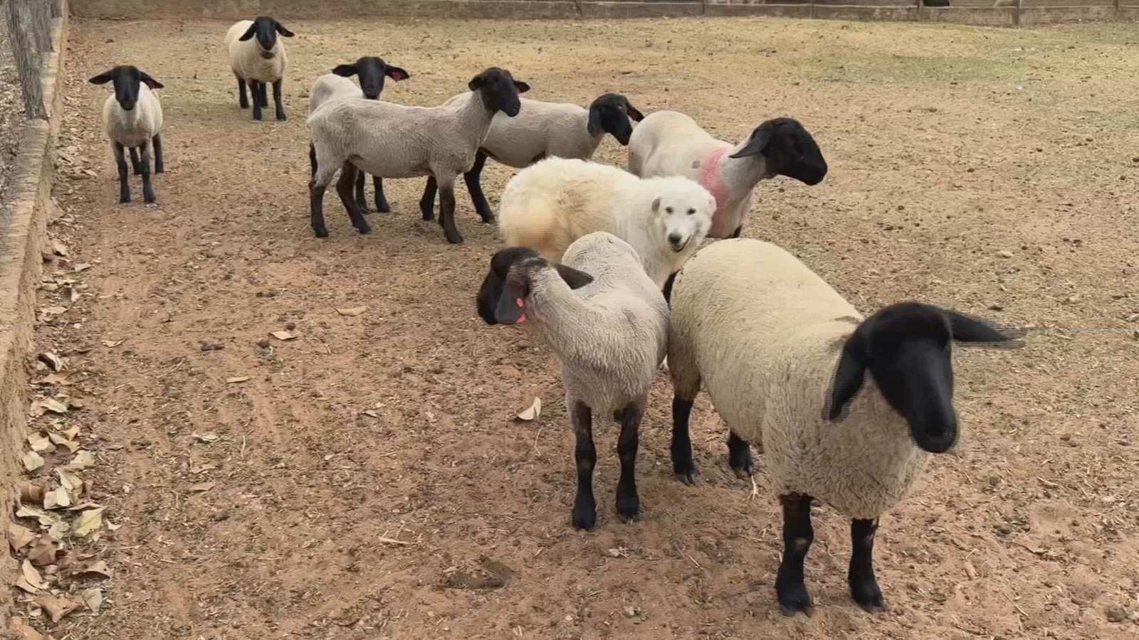 A tosquia de ovinos é realizada no início da primavera