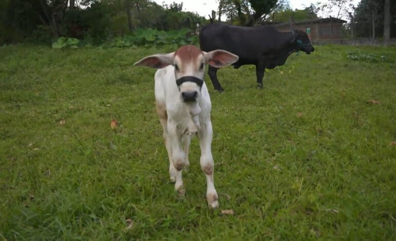 Um bezerro chamado Rafinha nasceu em Pernambuco com