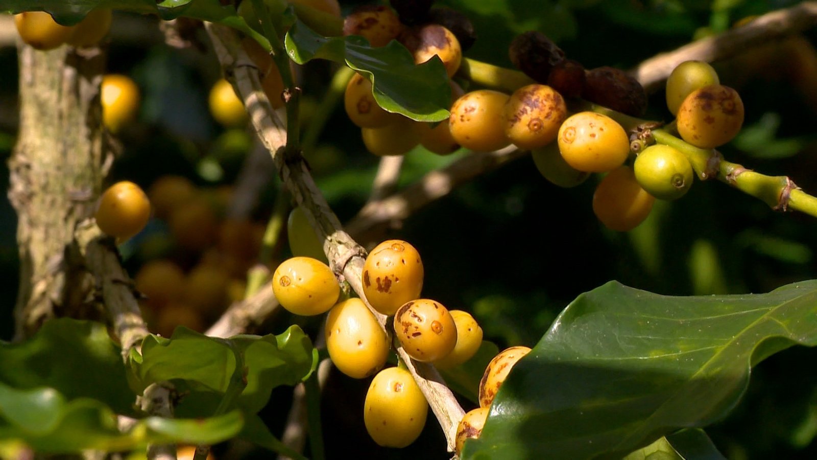 Um estudo realizado no Espírito Santo identificou 11