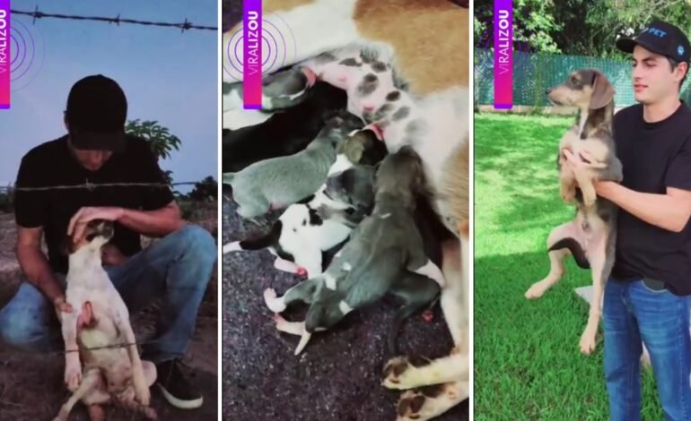 Uma cadelinha grávida foi resgatada em uma estrada