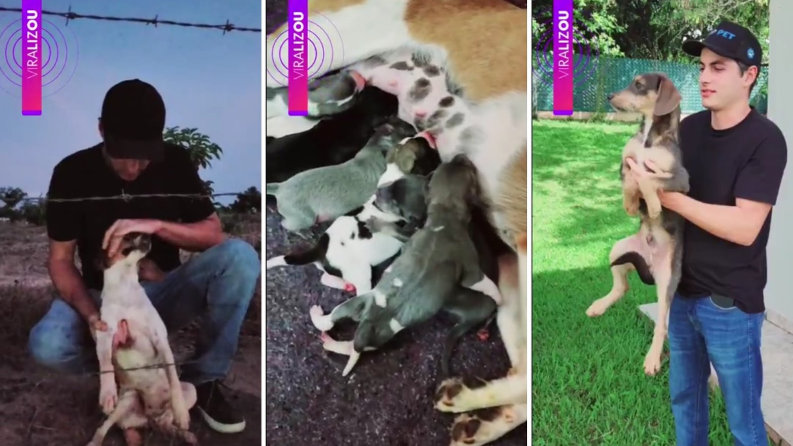 Uma cadelinha grávida foi resgatada em uma estrada