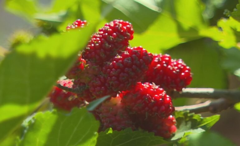 A safra de amora silvestre em Narandiba, no