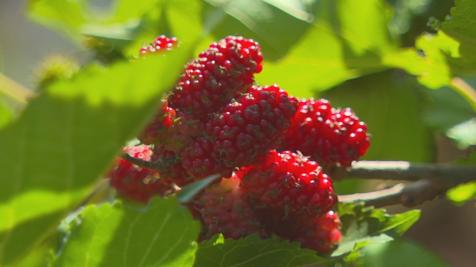 A safra de amora silvestre em Narandiba, no