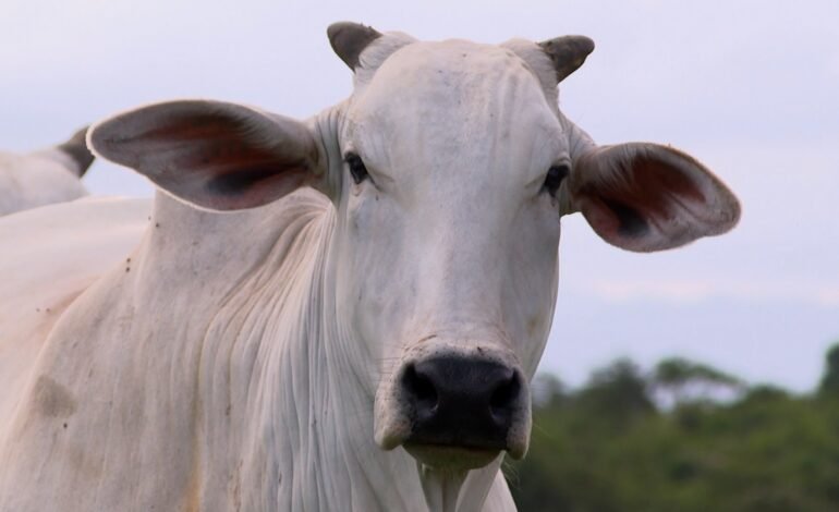 O Espírito Santo registrou crescimento nas exportações de