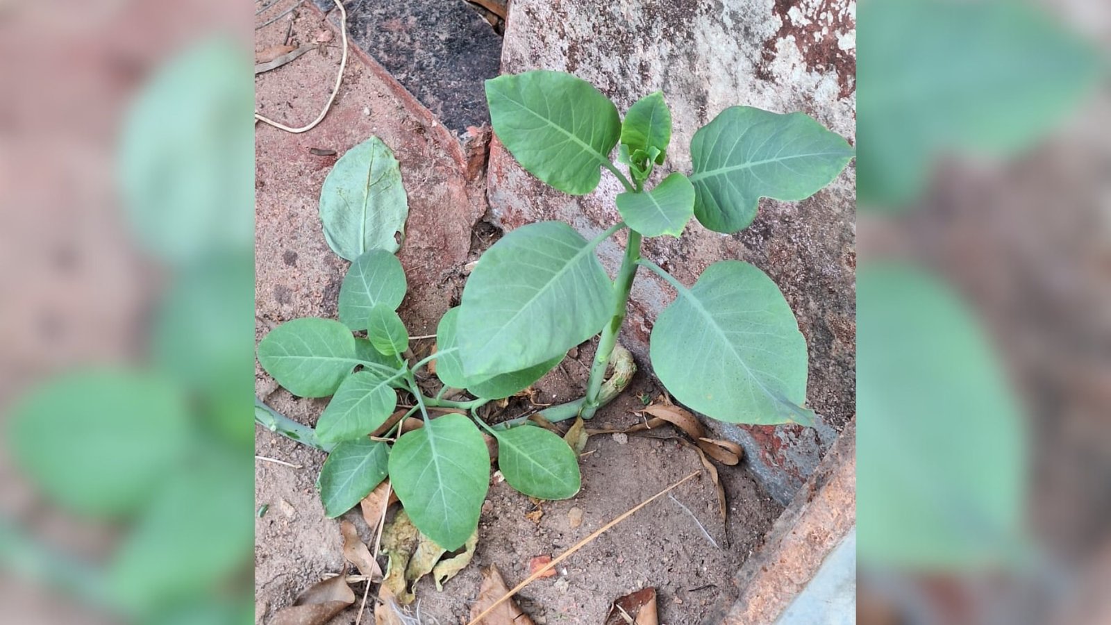 Três pessoas continuam internadas em Patrocínio, no Alto