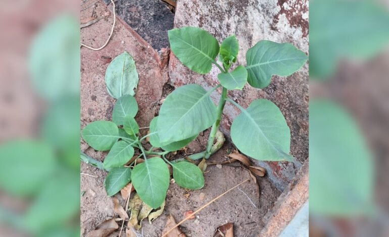 Quatro pessoas são internadas em estado grave após consumire