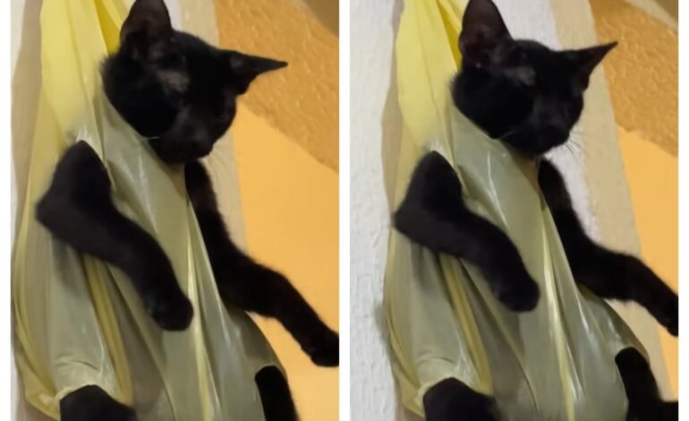 Um vídeo de um gato pendurado em uma sacola, como