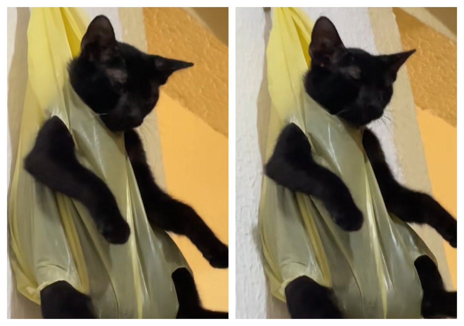 Um vídeo de um gato pendurado em uma sacola, como