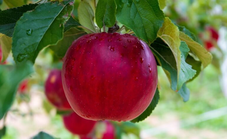 Vídeo publicado nas redes sociais em 18 de agosto afirma