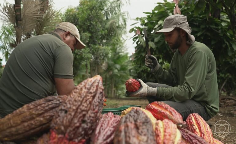 A produção de cacau com o uso do sistema agroflorestal