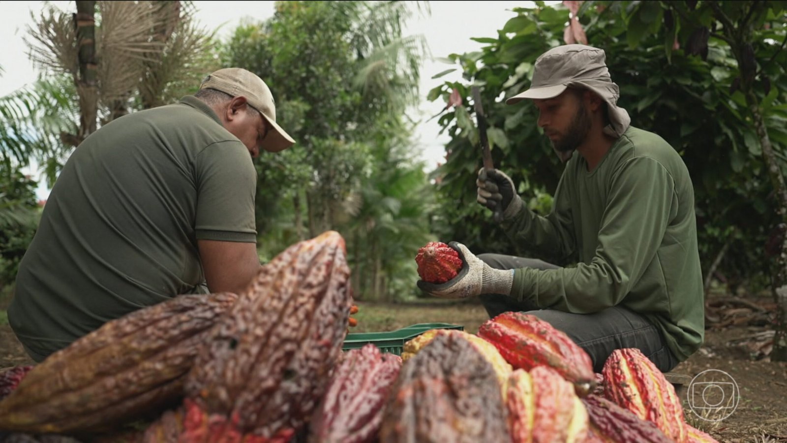 A produção de cacau com o uso do sistema agroflorestal