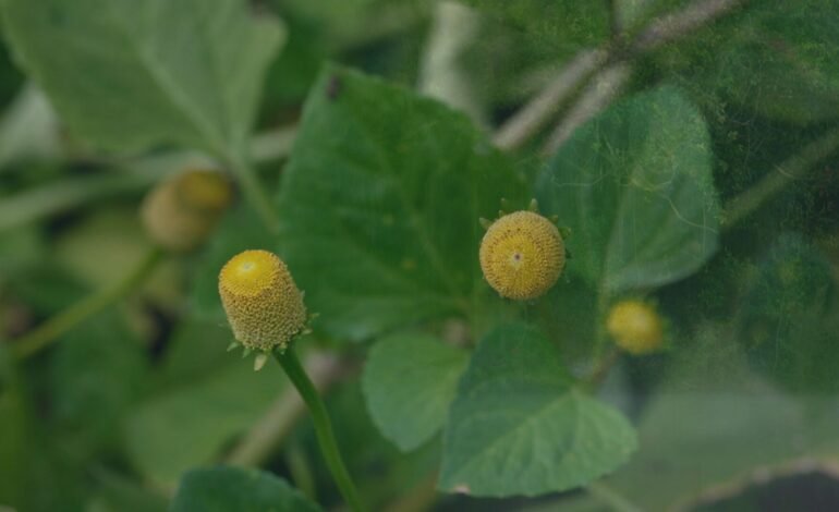 Uma planta amazônica conhecida como jambu, usada tradicional