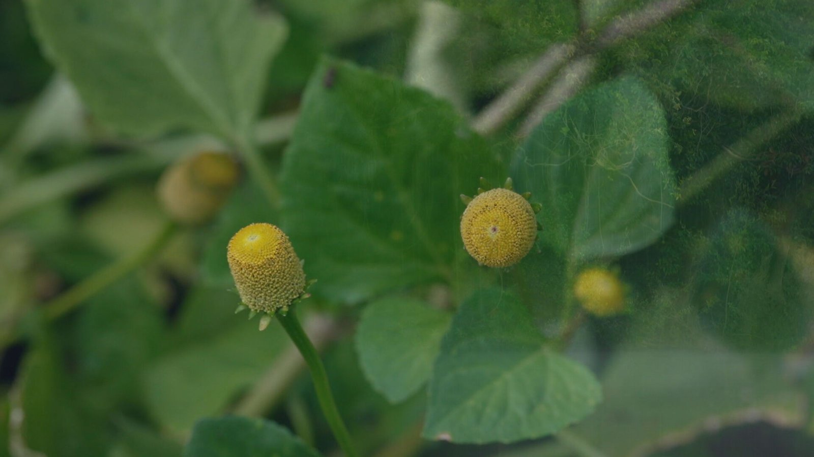 Uma planta amazônica conhecida como jambu, usada tradicional