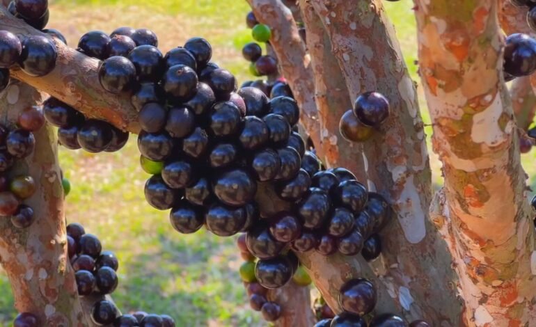 Uma fazenda em Itu, interior de São Paulo, cultiva mais