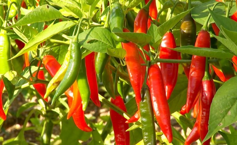Adão Lino Cavalcanti, de Rosário Oeste (MT), pediu