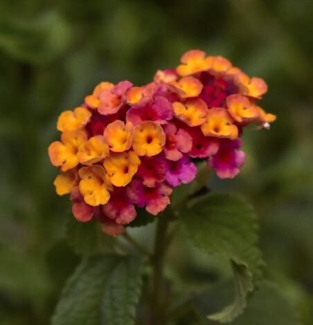 A Câmara dos Deputados contratou a Fundação Getúlio