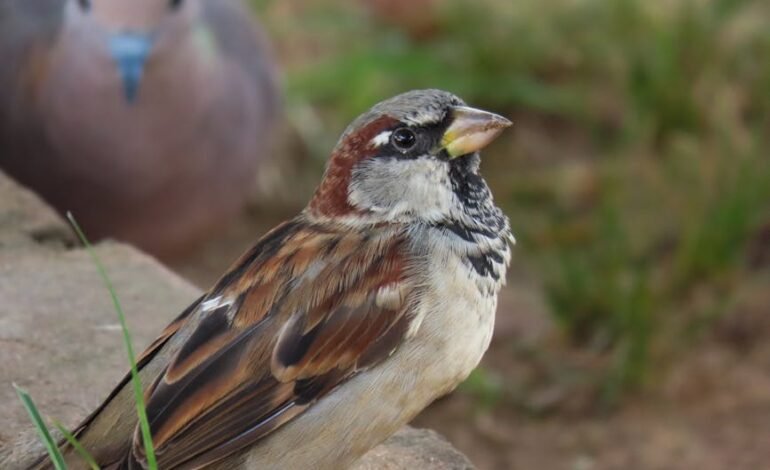 O governo brasileiro está em “negociação avançada” com