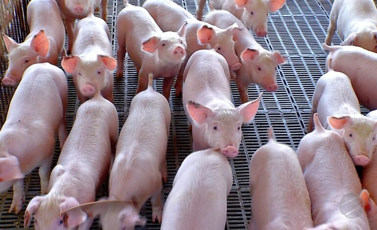 O preço da carcaça suína subiu 10,8% em fevereiro, chegando