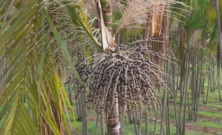 Produtores rurais do interior de São Paulo têm