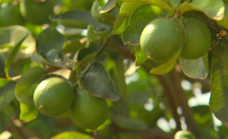 Produtores de limão em Itajobi (SP) enfrentam queda
