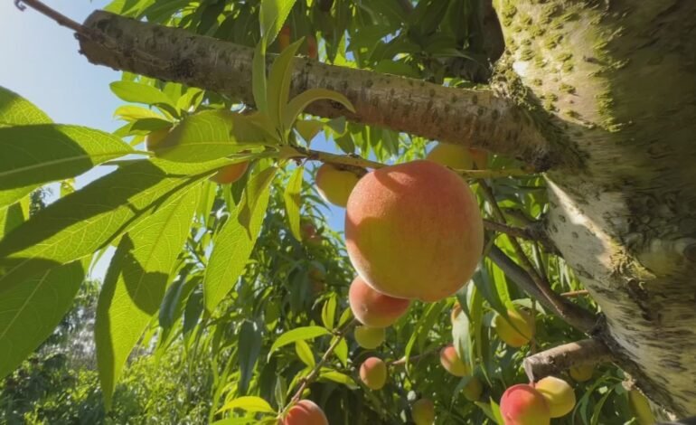 Produtores de pêssego em Jarinu (SP) enfrentam impactos