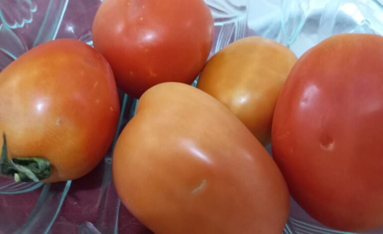 Os preços do tomate no atacado subiram até 115% com