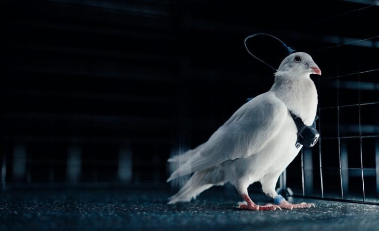 Uma empresa russa afirmou ter desenvolvido “biodrones” a