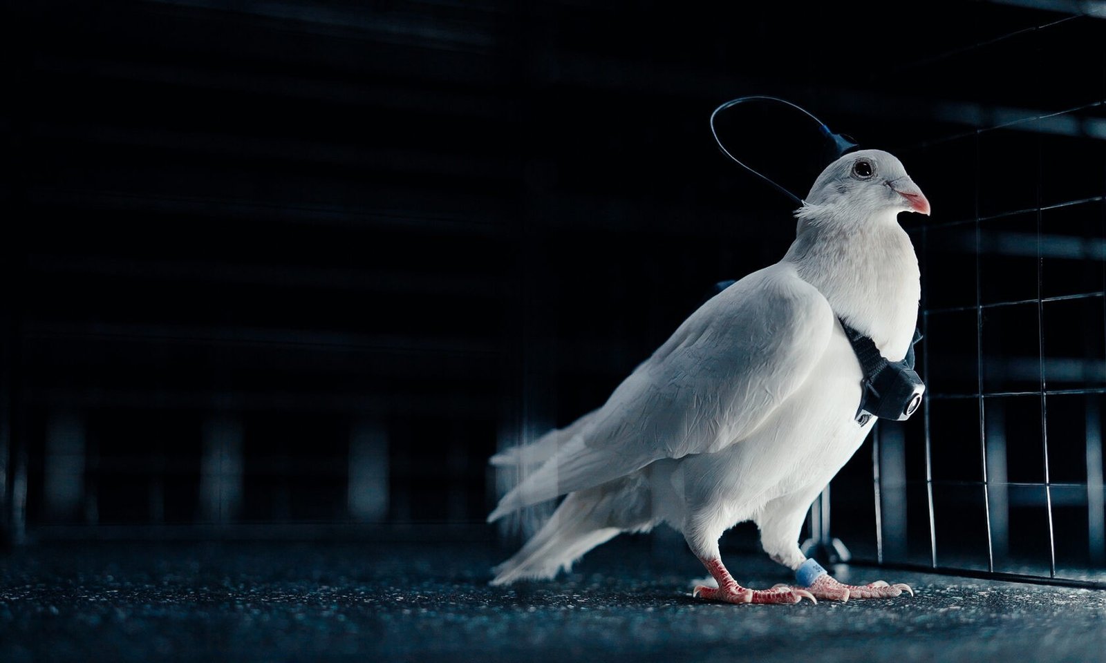 Uma empresa russa afirmou ter desenvolvido “biodrones” a