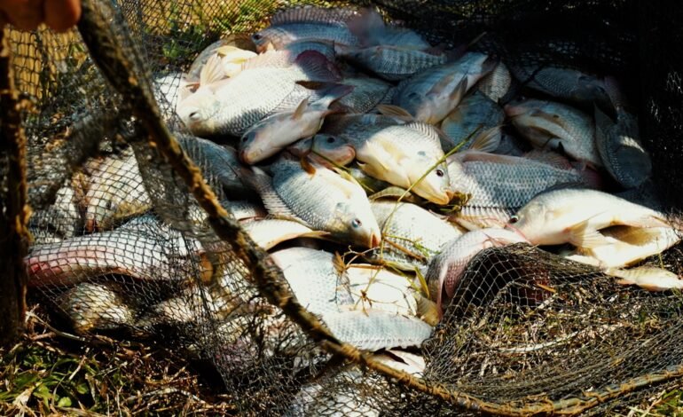 A tilápia foi incluída na Lista Nacional Oficial