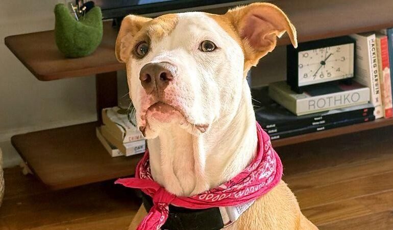 Editora de fotografia da BBC, Serenity Strull descobriu