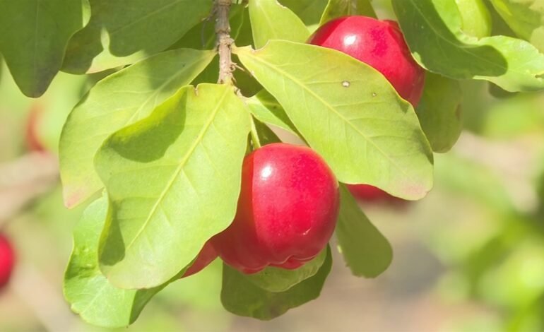 A acerola está em época de colheita no Oeste Paulista