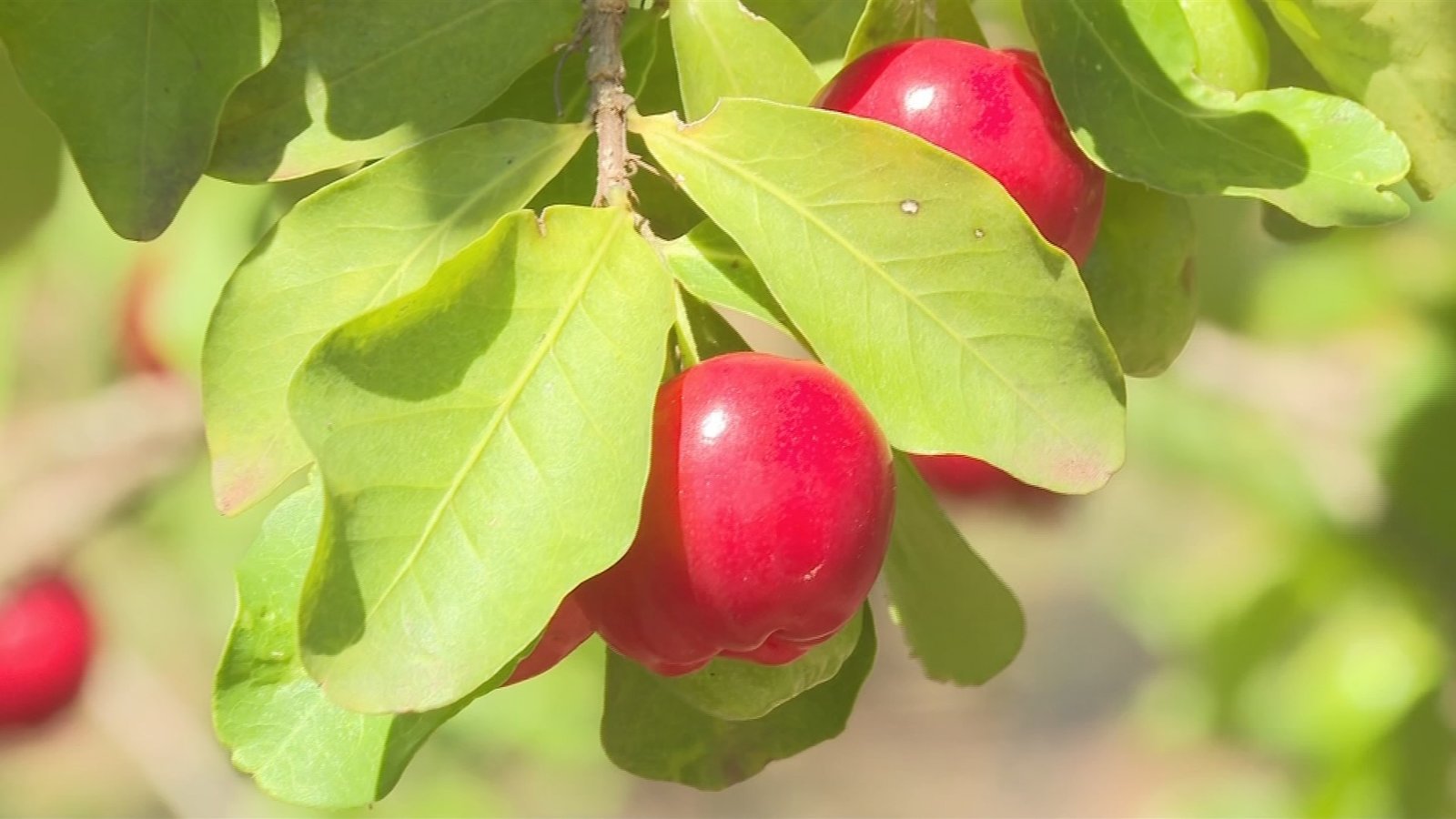 A acerola está em época de colheita no Oeste Paulista