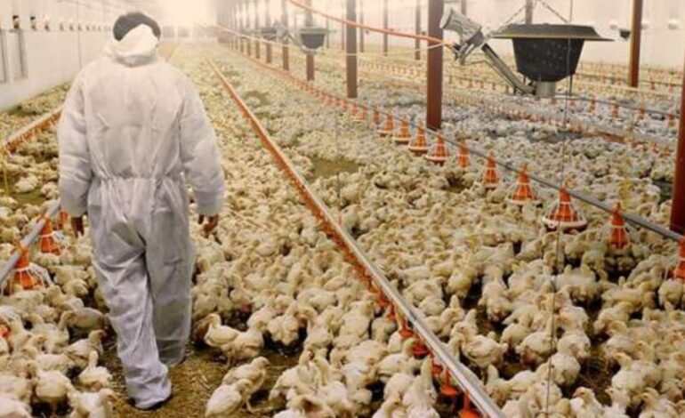 O número de focos de gripe aviária nos Estados Unidos