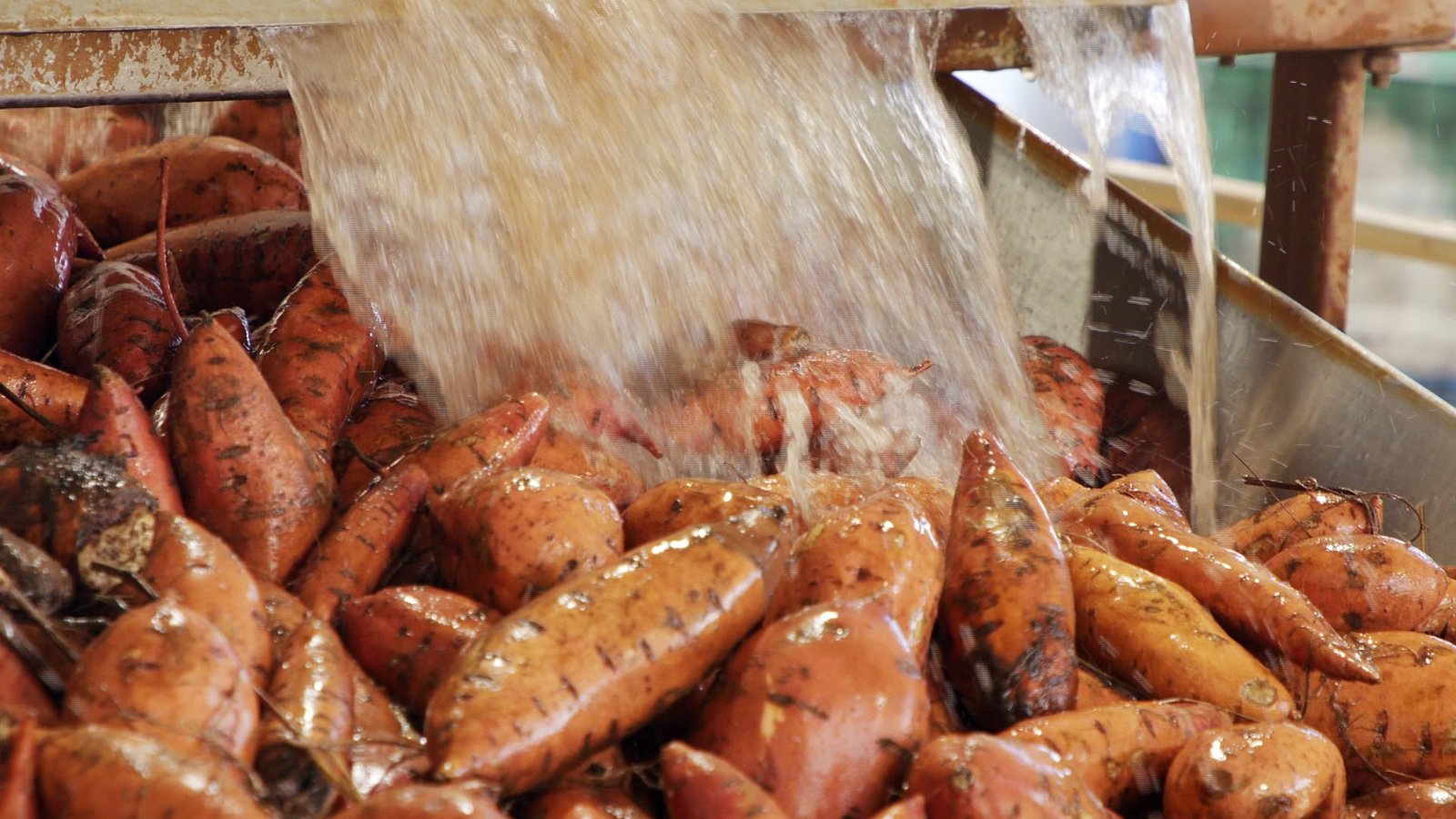 Meses de estiagem reduziram a produção de batata-doce no oes