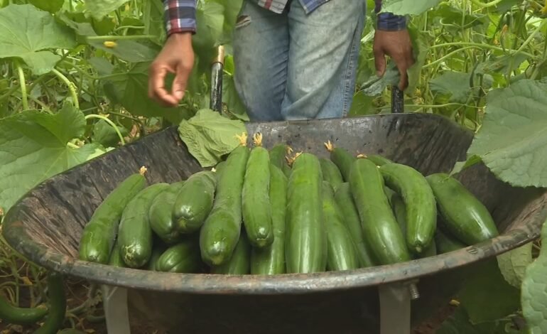 Produtores rurais do Oeste Paulista investem no cultivo