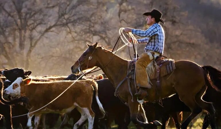Pecuaristas americanos reagem com críticas ao plano de trump