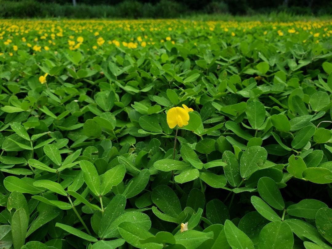 A Embrapa desenvolveu na Amazônia um sistema que reduz as