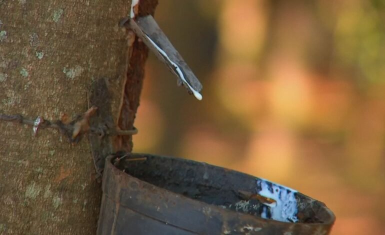 Com a chegada das chuvas, os seringais do Noroeste Paulista