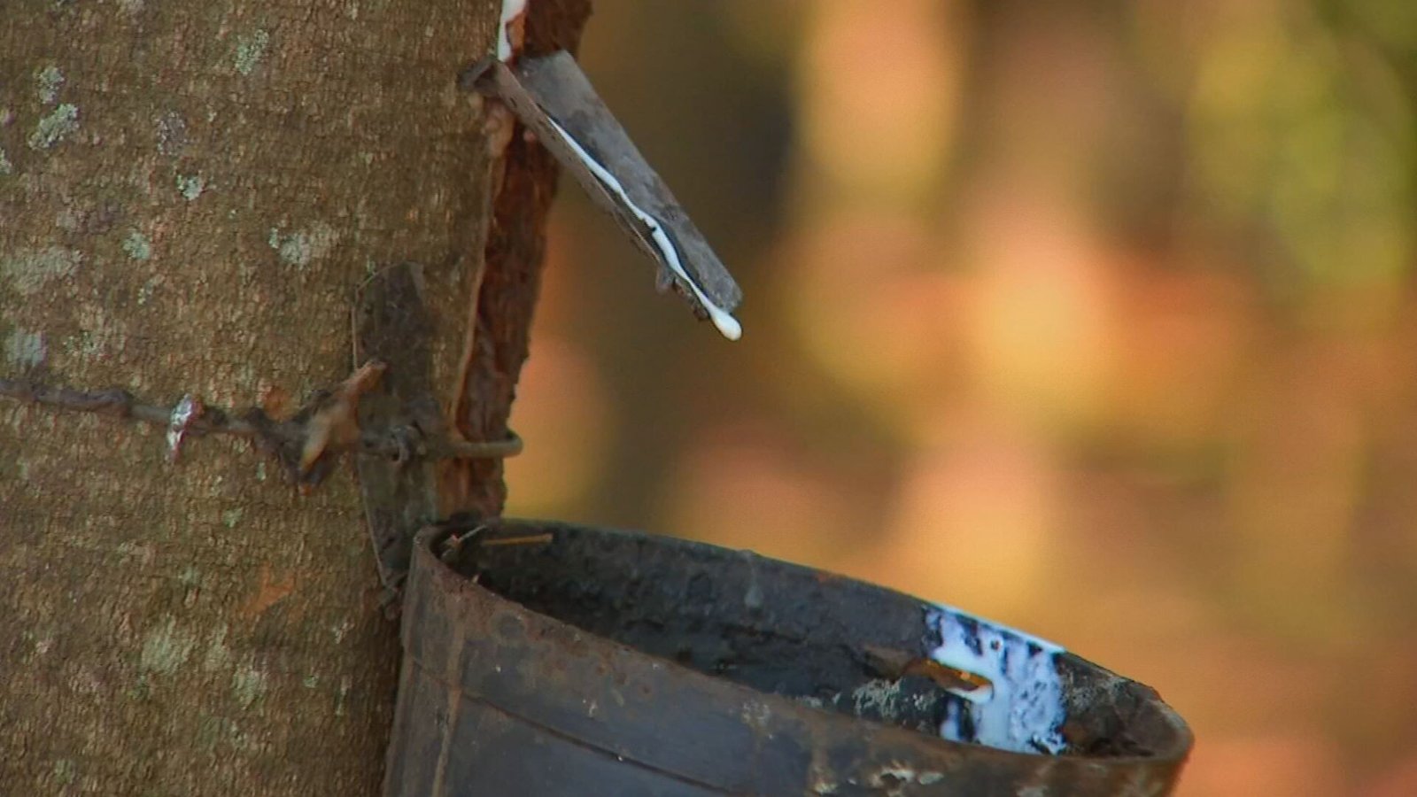 Com a chegada das chuvas, os seringais do Noroeste Paulista