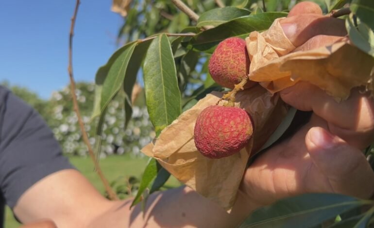 Produtores de lichia no interior de São Paulo