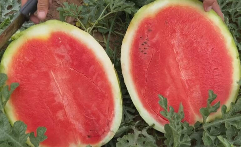 Produtores do Centro-Oeste Paulista iniciaram a colheita da