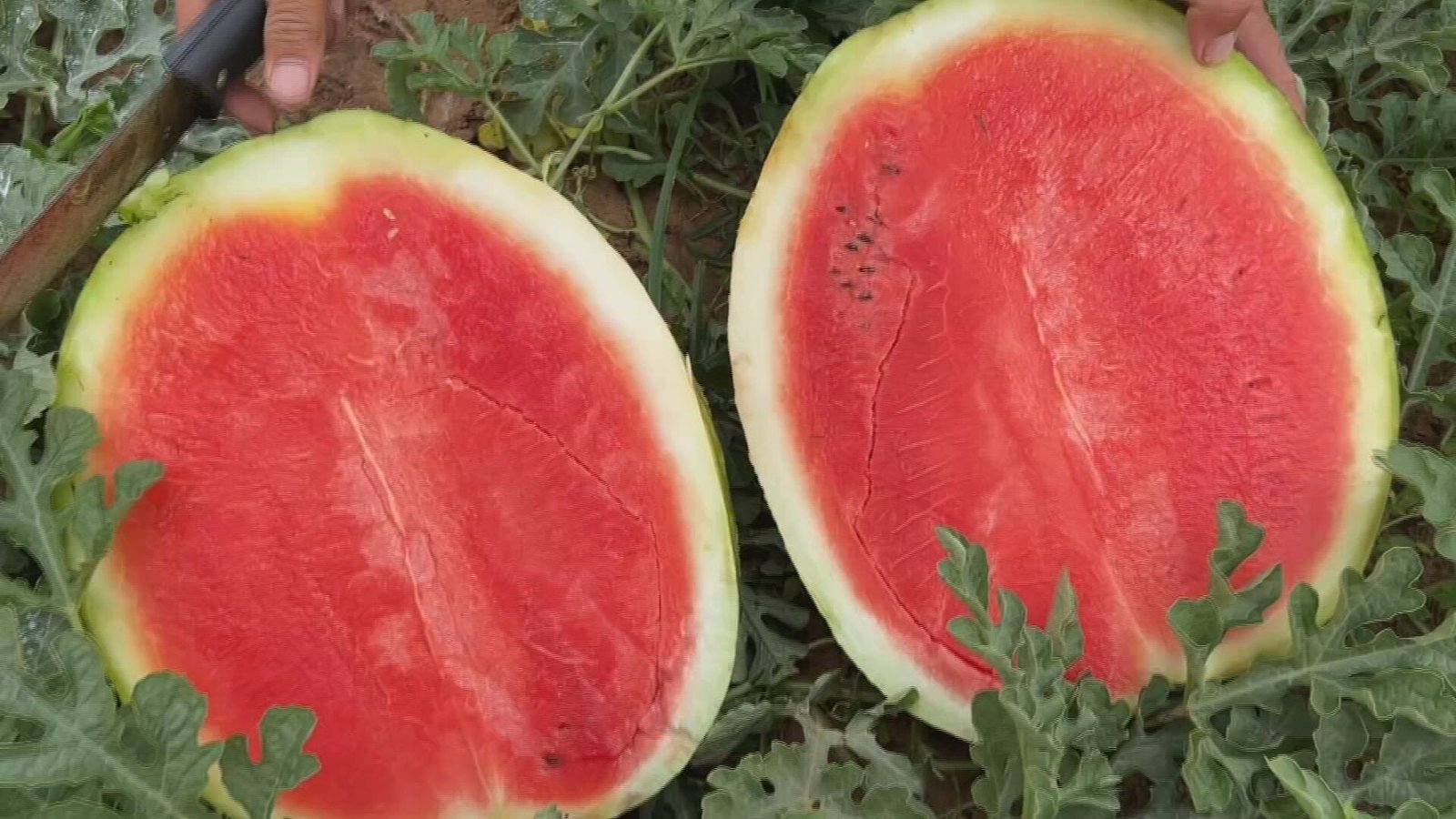 Produtores do Centro-Oeste Paulista iniciaram a colheita da