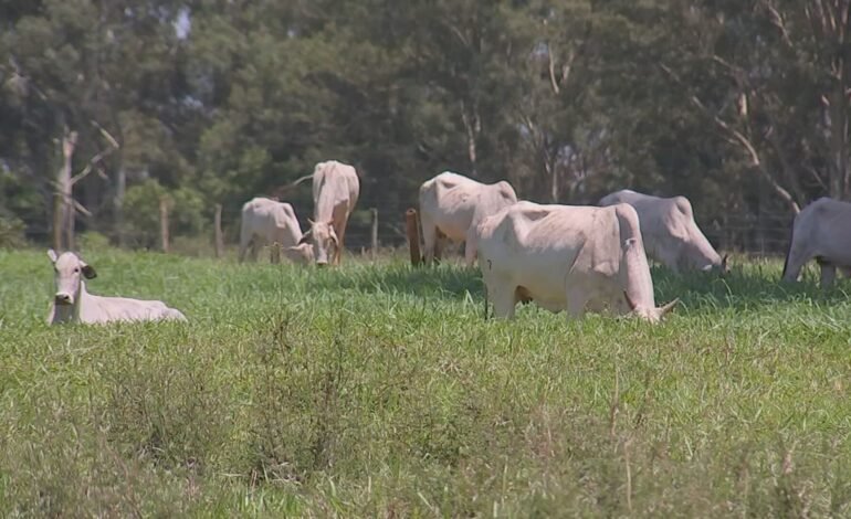 Produtores rurais em Araçatuba e Buritama, no interior de Sã
