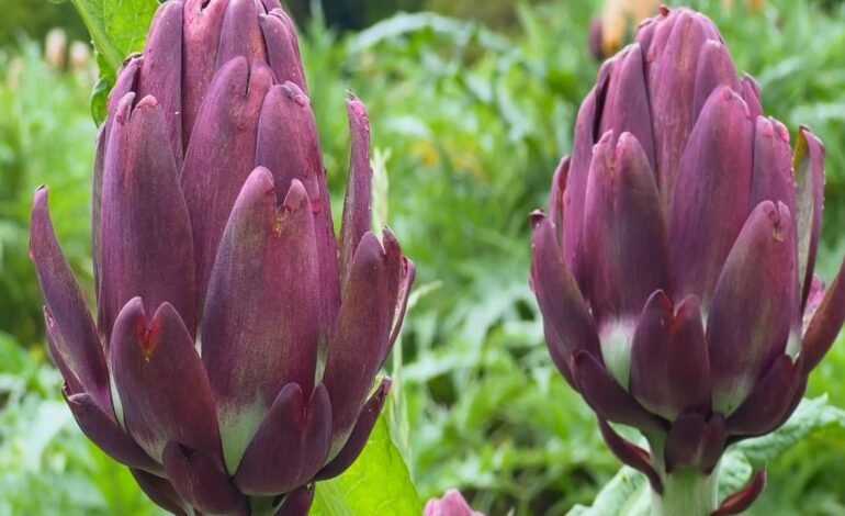 Produtores de alcachofra em São Roque (SP) aproveitaram a sa